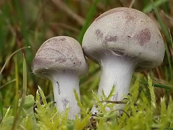 pavučinovec fialovohnedý ? Cortinarius variecolor ?