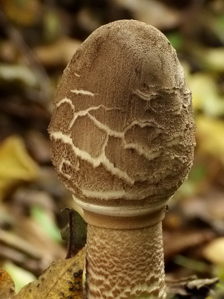 bedľa vysoká Macrolepiota procera (Scop.) Singer