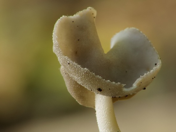 chriapač brvitý Helvella macropus (Pers.) P. Karst.