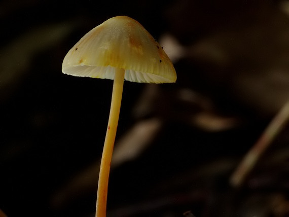 prilbička šafranová Mycena crocata (Schrad.) P. Kumm.