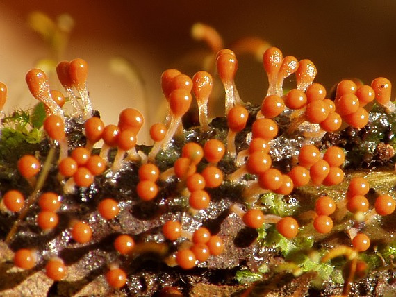 vlasnačka Trichia decipiens var. decipiens (Pers.) T. Macbr.