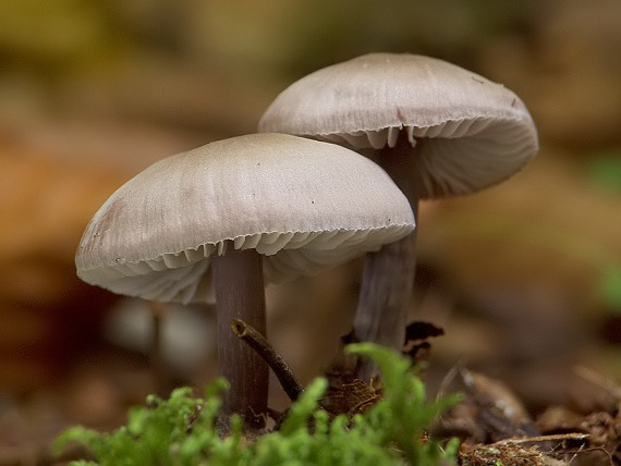 prilbička reďkovková Mycena pura (Pers.) P. Kumm.