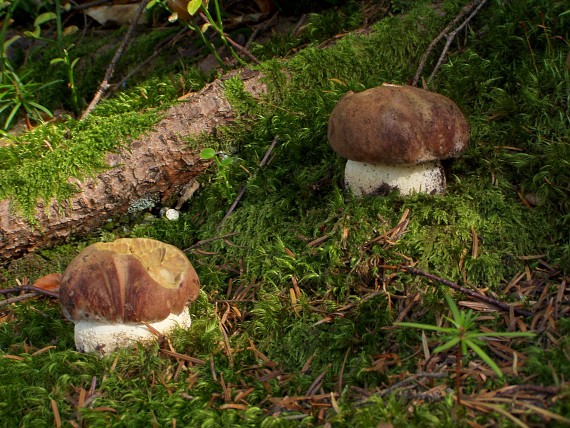 hríb sosnový Boletus pinophilus Pil. et Dermek in Pil.