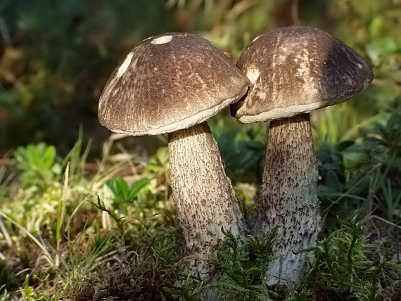 kozák rozličnofarebný Leccinum variicolor Watling