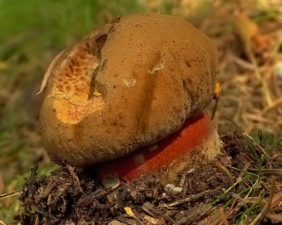 hríb zrnitohlúbikový Sutorius luridiformis (Rostk.) G. Wu & Zhu L. Yang