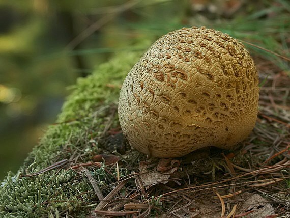 pestrec obyčajný Scleroderma citrinum Pers.