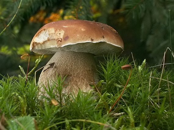 hríb smrekový Boletus edulis Bull.