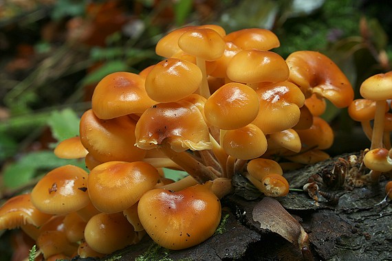 plamienka zimná Flammulina velutipes (Curtis) Singer