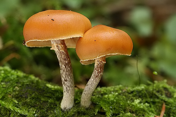 kapucňovka Galerina sp.