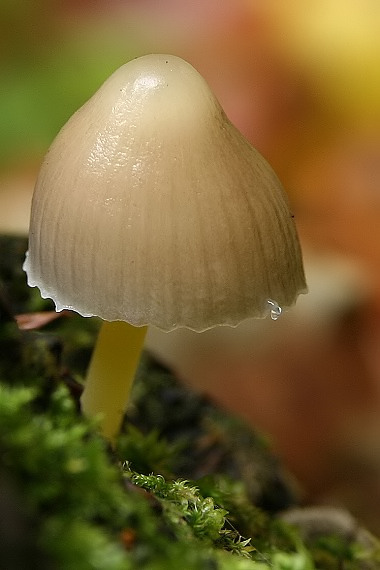 prilbička slizká Mycena epipterygia (Scop.) Gray