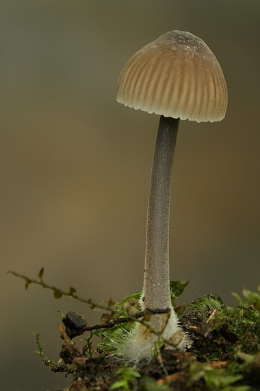 prilbička Mycena sp.