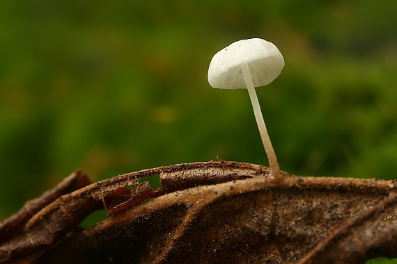 tanečnica Setulipes sp.