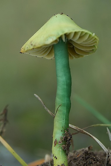 lúčnica žltozelená Gliophorus psittacinus (Schaeff.) Herink