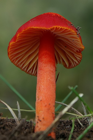 lúčnica granátovočervená Hygrocybe punicea (Fr.) P. Kumm.