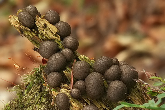 vlčinka červená Lycogala epidendrum (J.C. Buxb. ex L.) Fr.