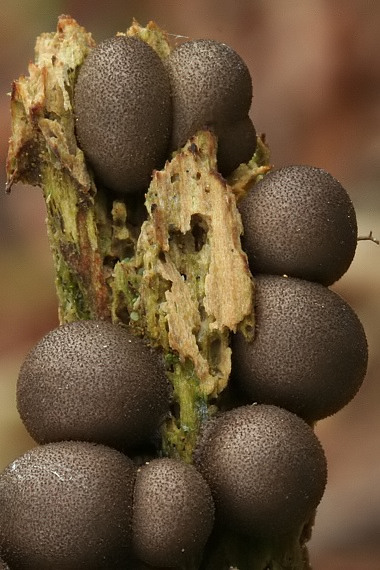 vlčinka červená Lycogala epidendrum (J.C. Buxb. ex L.) Fr.