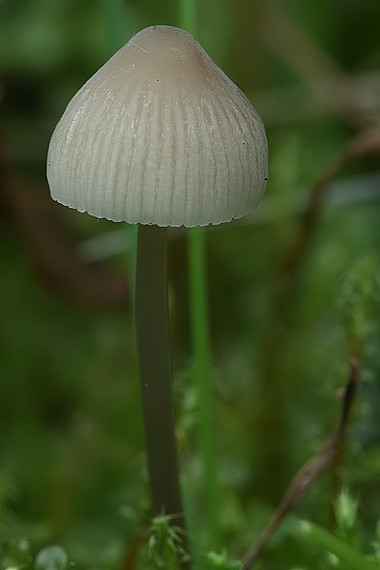 prilbička Mycena sp.