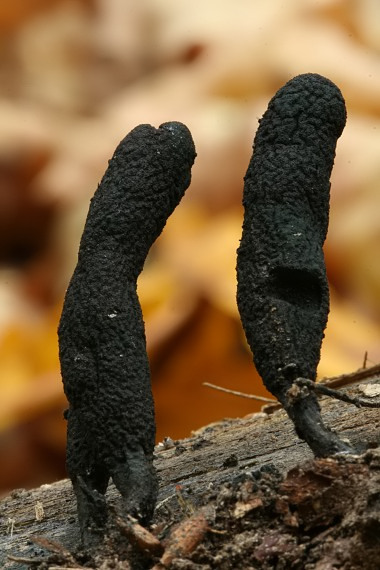 drevnatec kyjakovitý Xylaria polymorpha (Pers.) Grev.