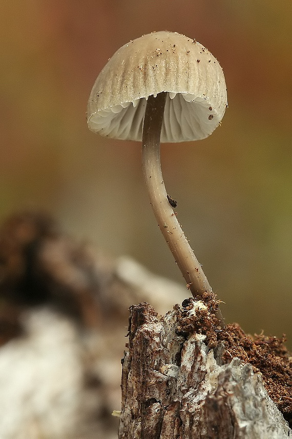 prilbička Mycena sp.