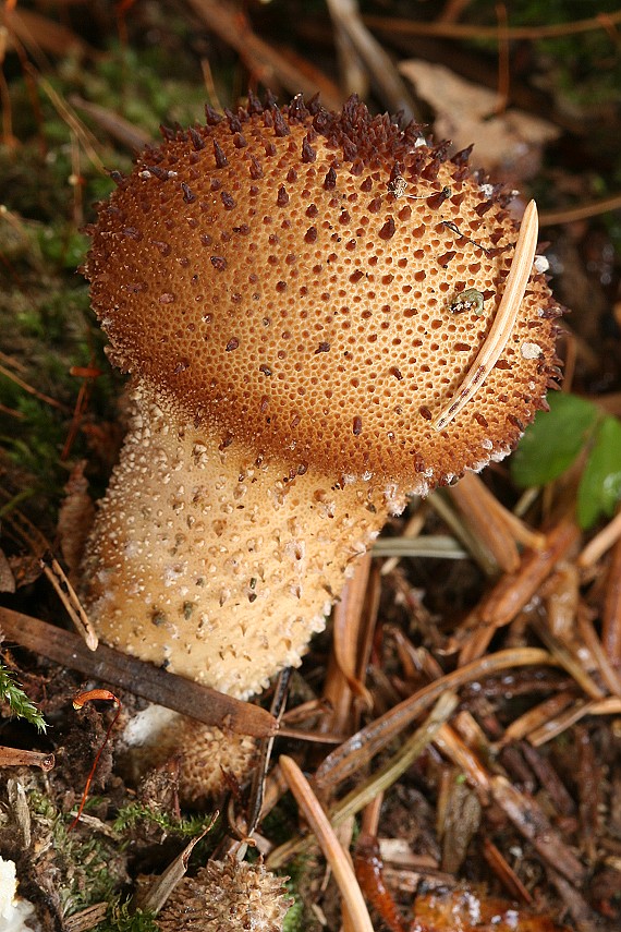 prášnica hruškovitá Lycoperdon pyriforme Schaeff.