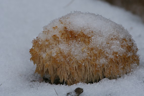 koralovec jedľový Hericium alpestre Pers.