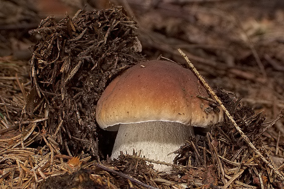 hríb smrekový Boletus edulis Bull.