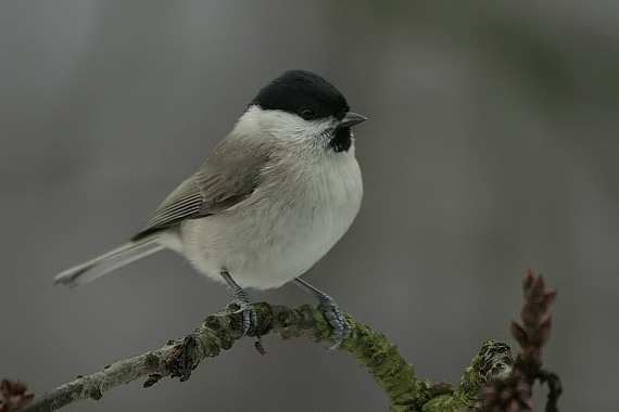 sýkorka lesklohlavá Parus palustris