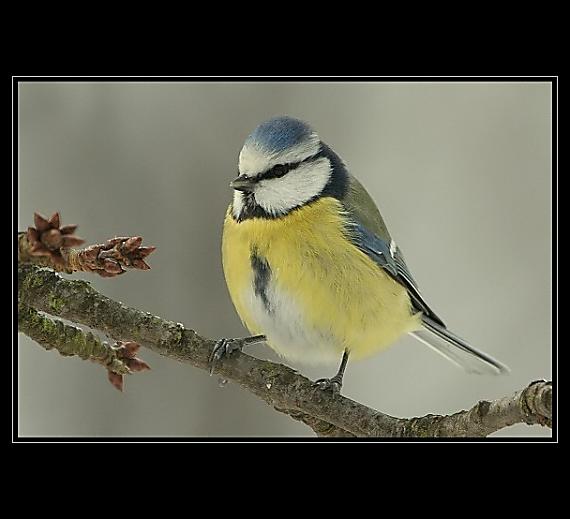 sýkorka belasá Parus caeruleus