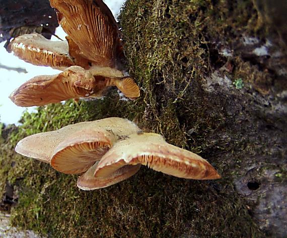 pňovka neskorá Sarcomyxa serotina (Pers.) P. Karst.