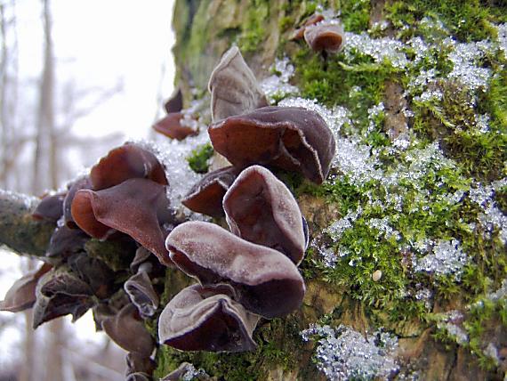 uchovec bazový Auricularia auricula-judae (Bull.) Quél.