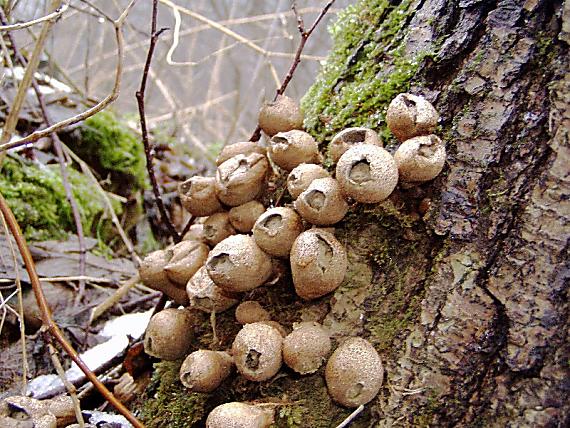 prášnica hruškovitá Lycoperdon pyriforme Schaeff.