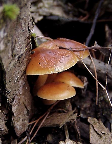 plamienka zimná Flammulina velutipes (Curtis) Singer