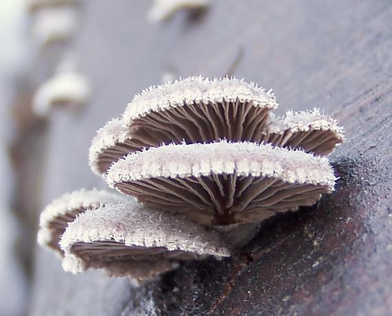 klanolupeňovka obyčajná Schizophyllum commune Fr.