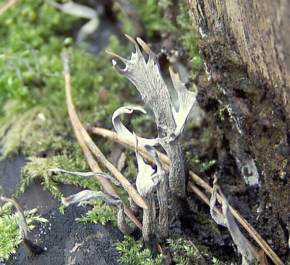 drevnatec parohatý Xylaria hypoxylon (L.) Grev.