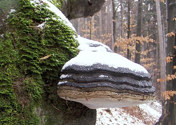 práchnovček pásikavý Fomitopsis pinicola (Sw.) P. Karst.