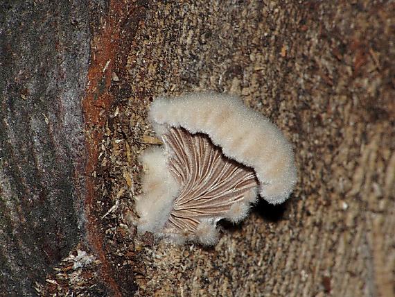 klanolupeňovka obyčajná Schizophyllum commune Fr.