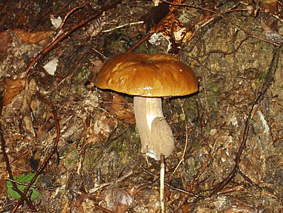 dubák Boletus edulis Bull.