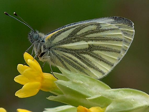 mlynárik repkový Pieris napi