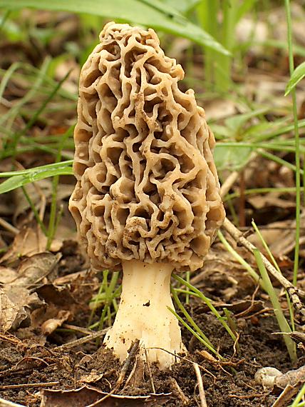 smrčok jedlý Morchella esculenta (L.) Pers.