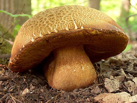 hríb sosnový Boletus pinophilus Pil. et Dermek in Pil.