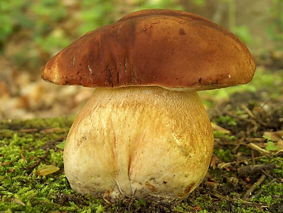 hríb sosnový Boletus pinophilus Pil. et Dermek in Pil.