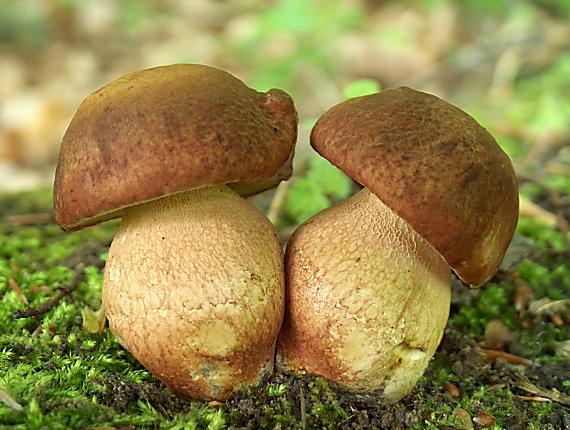 hríb sosnový Boletus pinophilus Pil. et Dermek in Pil.