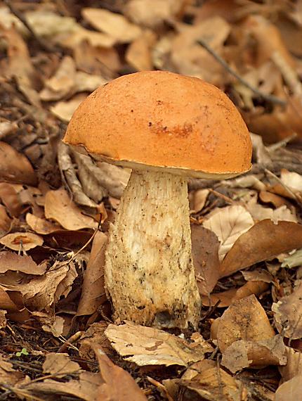 kozák osikový Leccinum albostipitatum den Bakker & Noordel.