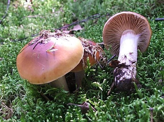 pavučinovec Cortinarius sp.