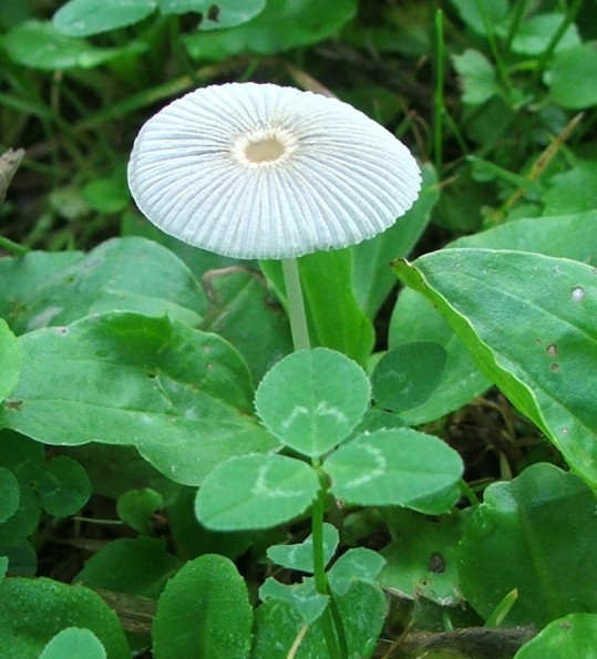 hnojník Coprinus sp.