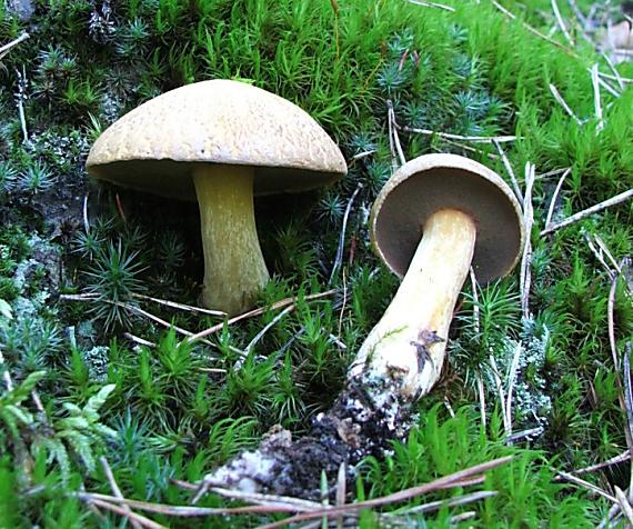 masliak strakatý Suillus variegatus (Sw.) Kuntze