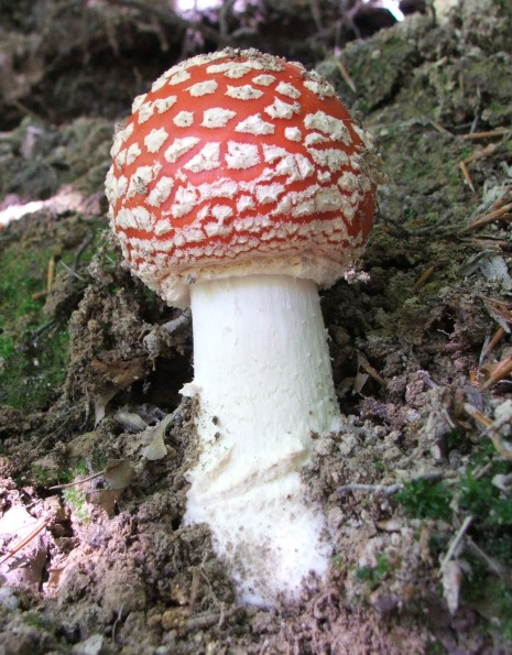 muchotrávka červená Amanita muscaria (L.) Lam.