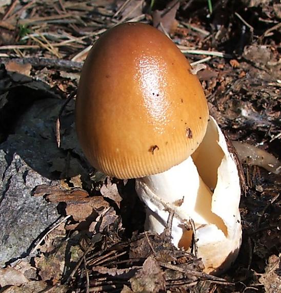 muchotrávka plavohnedá Amanita fulva Fr.