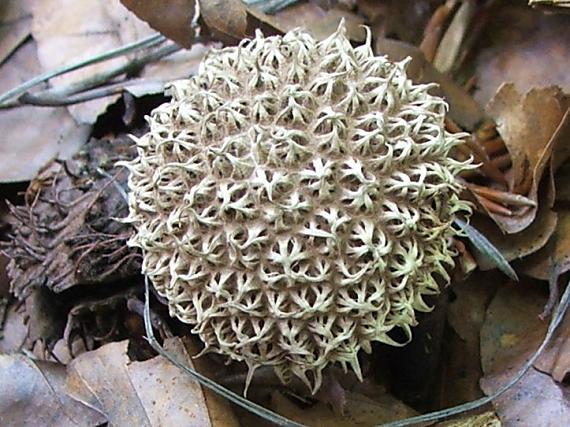 prášnica pichliačová Lycoperdon echinatum Pers.