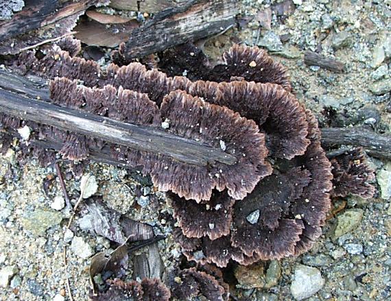 plesňovka zemná Thelephora terrestris Ehrh.